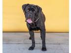 Adopt CANDY a Mastiff