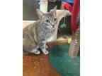 Adopt Tina a Domestic Short Hair
