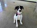 Adopt TILLY a Labrador Retriever, Mixed Breed
