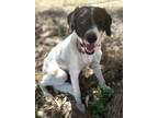 Adopt Angie a Labrador Retriever, Pointer