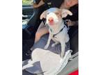 Adopt PECAN a Border Collie