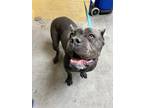 Adopt ADDIE a Cane Corso