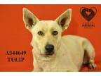 Adopt TULIP a German Shepherd Dog, Mixed Breed