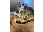 Adopt A345980 a Abyssinian