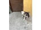 Adopt GRETEL a Siberian Husky, Mixed Breed