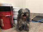 Adopt A515852 a Shih Tzu, Mixed Breed