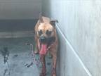 Adopt A515867 a Boxer, Labrador Retriever