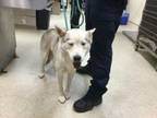 Adopt Dog a Siberian Husky