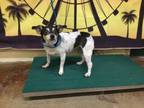 Adopt Dog a Parson Russell Terrier, Mixed Breed