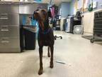 Adopt Dog a Doberman Pinscher