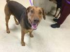 Adopt Dog a Doberman Pinscher, Mixed Breed