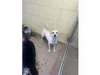 Adopt Dog a Lhasa Apso, Mixed Breed