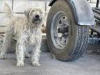 Adopt Dog a Wheaten Terrier
