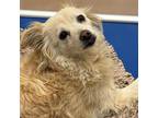 Adopt Dog a Pomeranian, Mixed Breed
