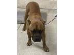 Adopt Dog a Cane Corso