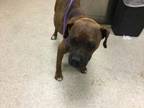 Adopt Dog a Boxer