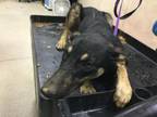 Adopt Dog a German Shepherd Dog