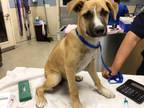Adopt Dog a German Shepherd Dog
