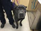 Adopt Dog a Cane Corso
