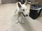 Adopt Dog a German Shepherd Dog