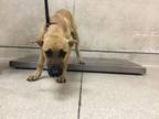Adopt Dog a German Shepherd Dog, Mixed Breed