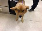 Adopt Dog a Chow Chow, Mixed Breed
