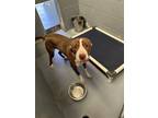 Adopt MEL a Pit Bull Terrier