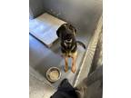Adopt VAL a German Shepherd Dog, Mixed Breed