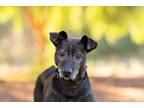 Adopt Chrome a Labrador Retriever, American Staffordshire Terrier