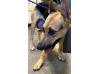 Adopt A692306 a German Shepherd Dog