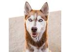 Adopt CHALANT a Siberian Husky