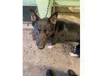 Adopt SHY SOCKS a German Shepherd Dog, Mixed Breed