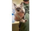 Adopt A691874 a Siamese