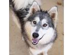 Adopt BABS a Siberian Husky