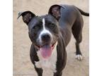 Adopt MISS SAY AGAIN a Pit Bull Terrier