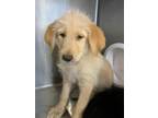 Adopt RAYA a Labrador Retriever, German Shepherd Dog