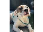 Adopt NUGGETS a Pit Bull Terrier
