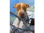 Adopt A692202 a Pit Bull Terrier