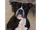 Adopt MISS HONEY a Pit Bull Terrier, Boxer