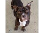 Adopt ATHENA a Pit Bull Terrier