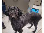 Adopt FOXY LACEY a Poodle