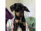 Adopt PETUNIA a Miniature Pinscher