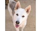 Adopt LOST a Siberian Husky, German Shepherd Dog