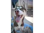 Adopt PRECIOSA a Siberian Husky