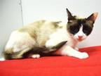 Adopt SEDONA a Snowshoe