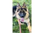 Adopt CAROLINE a German Shepherd Dog, Australian Kelpie