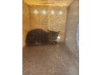 Adopt FIONA (BARN KITTEN) a Domestic Short Hair
