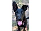 Adopt STELLA LUNA a German Shepherd Dog, Mixed Breed