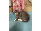 Adopt Spunky a Tabby
