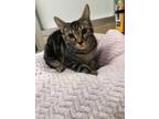 Adopt Whisper a Tabby